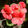 lovely_begonia